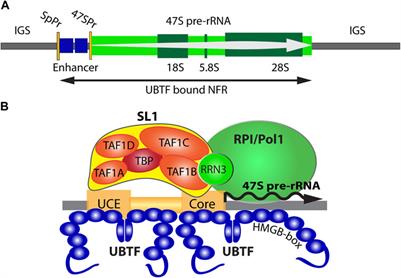 HMG-boxes, ribosomopathies and neurodegenerative disease